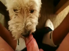 Dog take up with the tongue rod with chococream